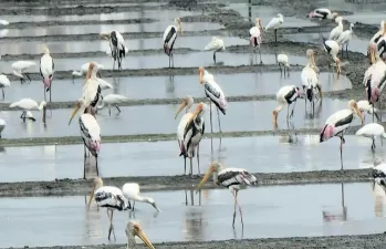 कोंडार परिसरात मुग्धबलाक पक्षांची शाळा School of Mughdabalak birds in Kondar area