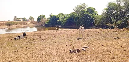 Kherade-Vita lake affected by encroachment
