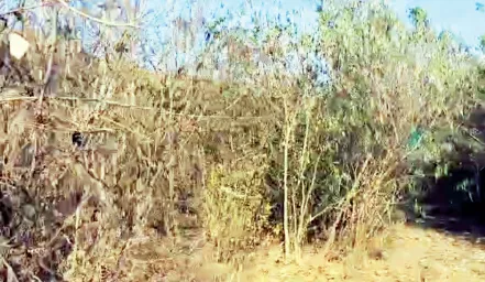 Miyawaki forest faces a setback