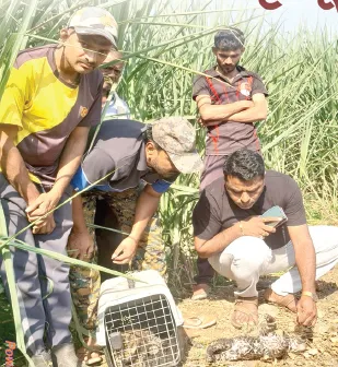 Leopard cub dies after falling into a well
