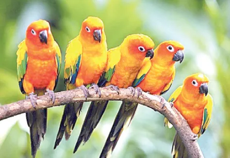 Bird museum to be set up soon at Pratapsingh Garden