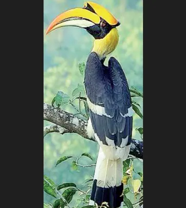 कास परिसरात महाधनेशचे दर्शन Sighting of the Great Hornbill in the Kas region