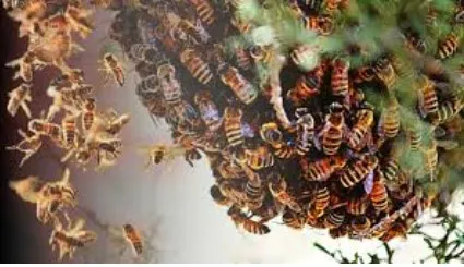 Four injured in bee attack