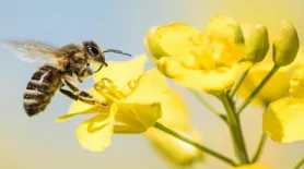 उन्हाच्या चटक्याने वाढतोय मधमाशांचा ‘डंख’ Rising heat intensifies bee stings