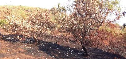 Mango and cashew orchard gutted in wildfire