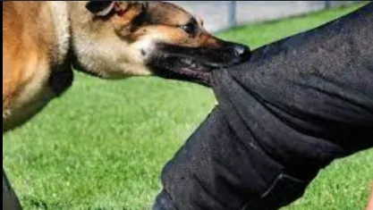 Isma bitten by stray dog ​​in Shahapur