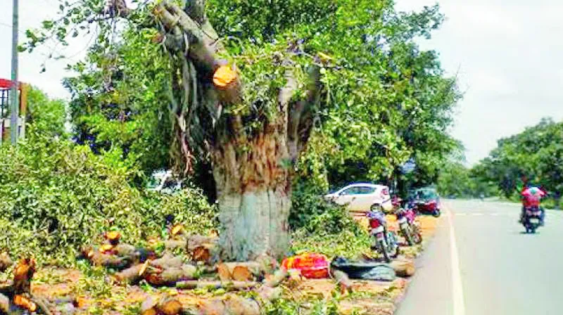 राकसकोप-सुतगट्टी साखळी रस्त्यासाठी 153 झाडांवर कुऱ्हाड चालविणार 153 trees to be axed for Rakskop-Sutagatti chain road
