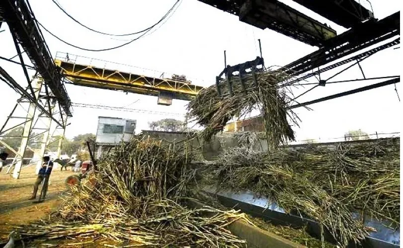 The bitter taste of sweet sugar