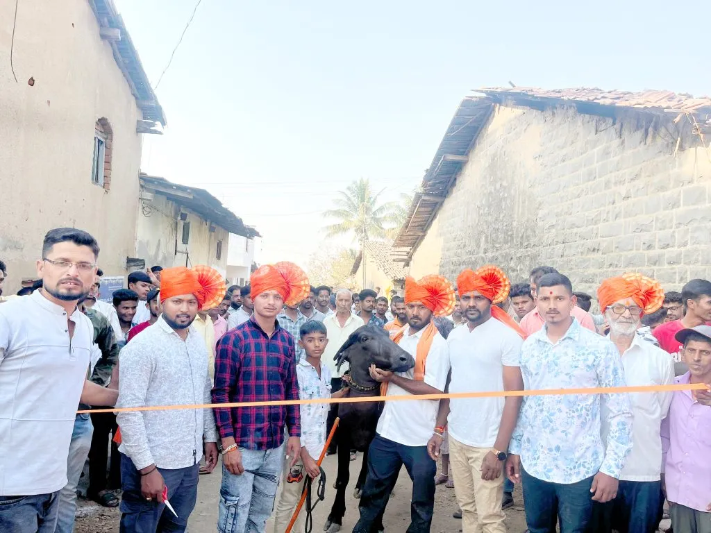 Buffalo racing in full swing