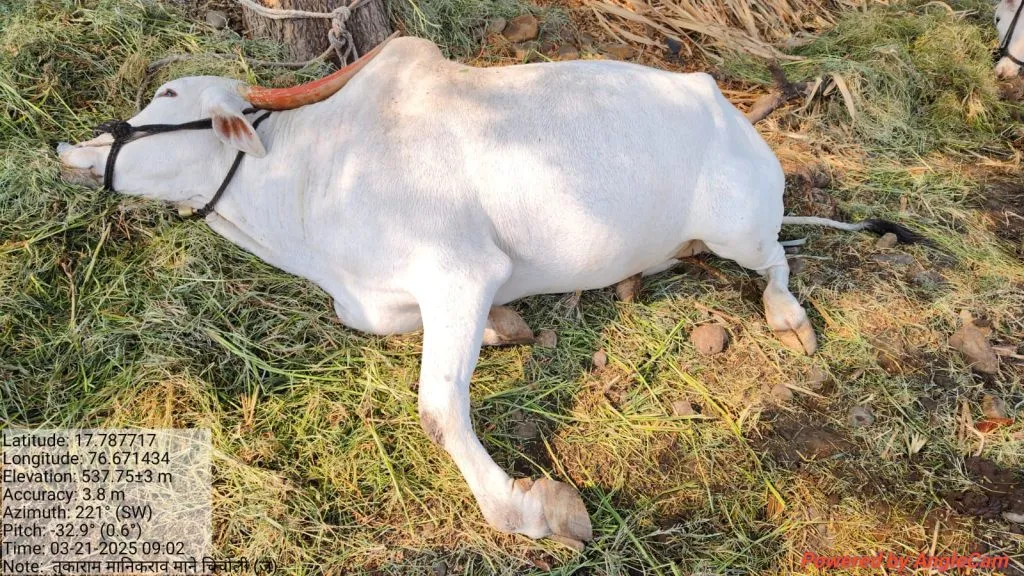Lightning strike in Chincholi Jahagir: One bull dead, one injured