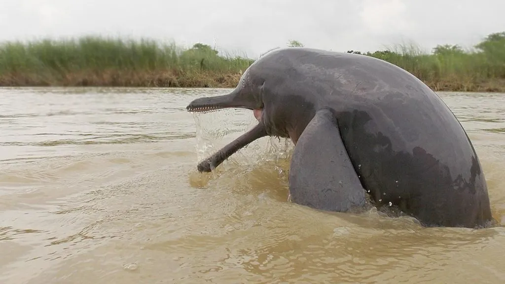 6,327 वर पोहोचली गंगा डॉल्फिन्सची संख्या Number of Gangetic dolphins reaches 6,327 Send feedback