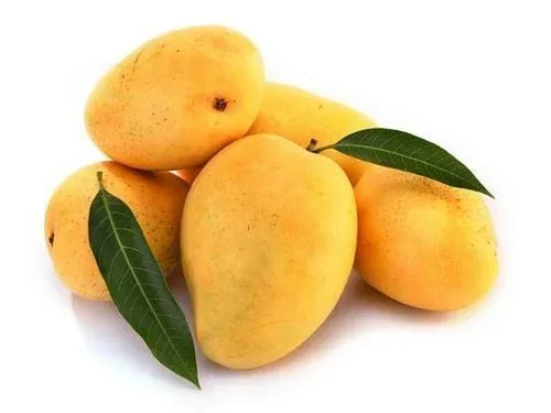 Mango festival begins from 26th