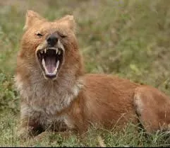 Two sambars killed, one injured in Kolshind attack at Pofali