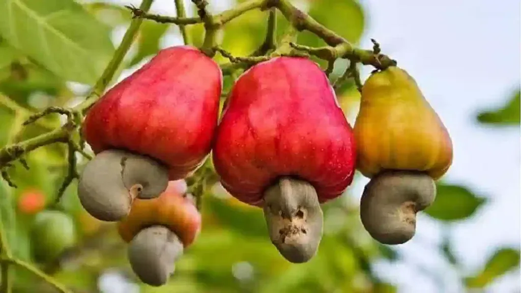Those who profit from cashew plantations have been exposed