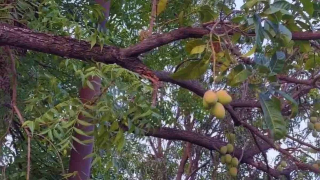 Mango and neem on the same tree