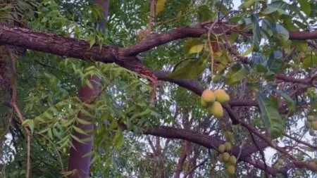 Mango and neem on the same tree