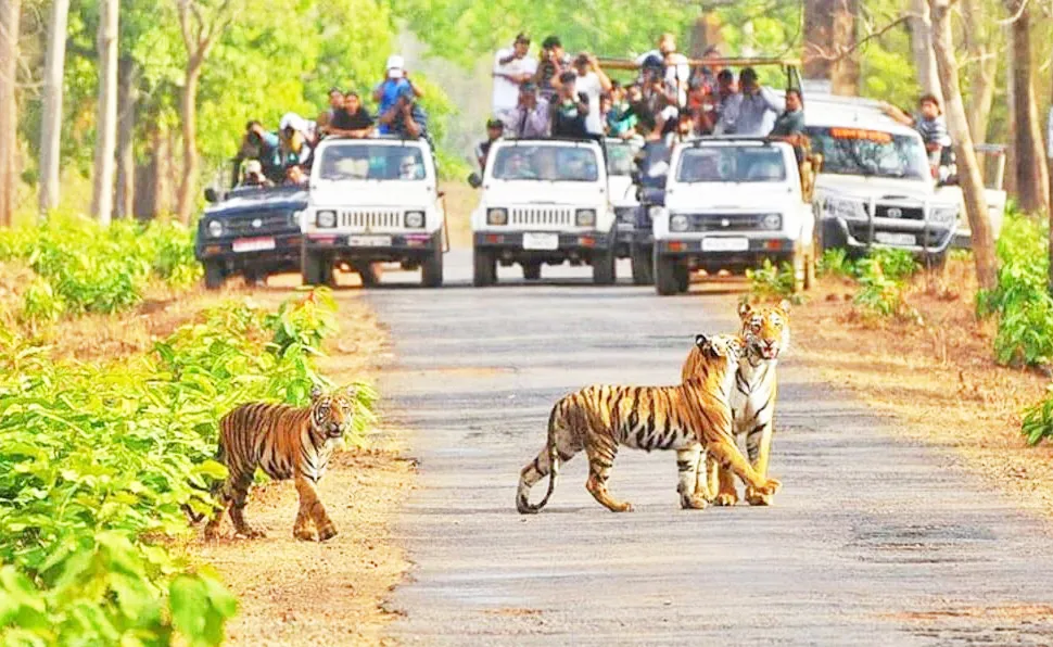 Rules for going to the forest
