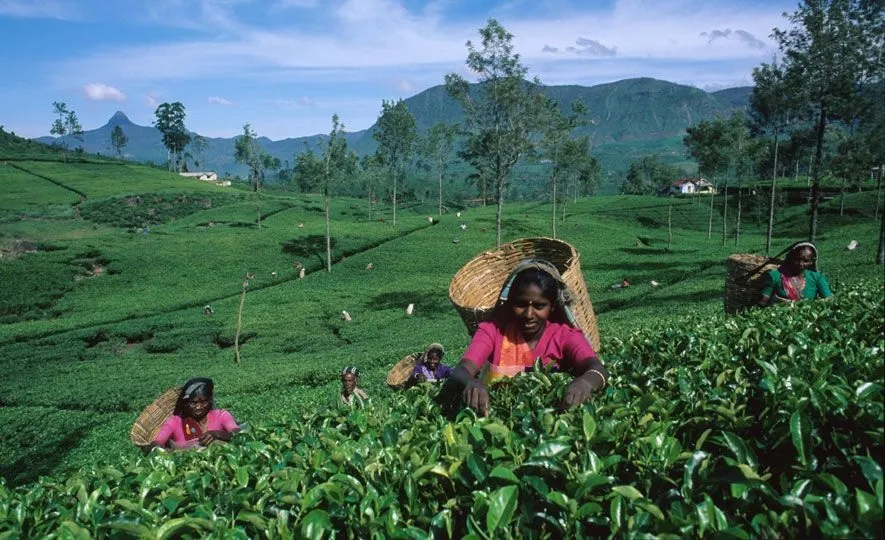 India ranks second in the world in tea exports