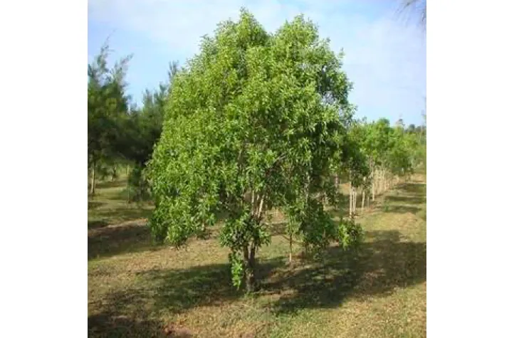 Theft of sandalwood tree in Bharvasti