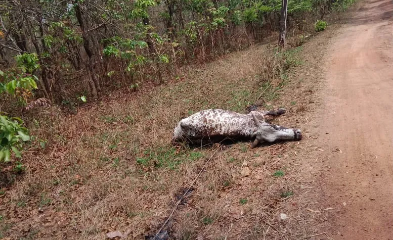 Cow dies after being electrocuted by power line