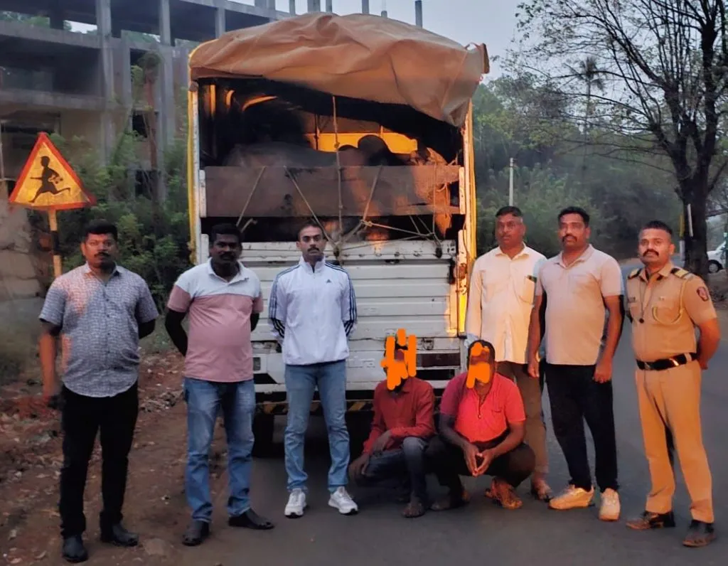 Illegal transportation of cattle in Sangameshwar-Lovale area"