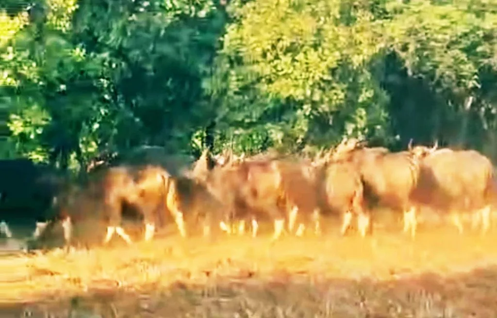 A huge explosion of red flags in Karle Shivara