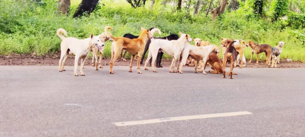 किणये-पिरनवाडी परिसरात भटक्या कुत्र्यांचा हैदोस Shed to be set up at Hirebagewadi for dog sterilization