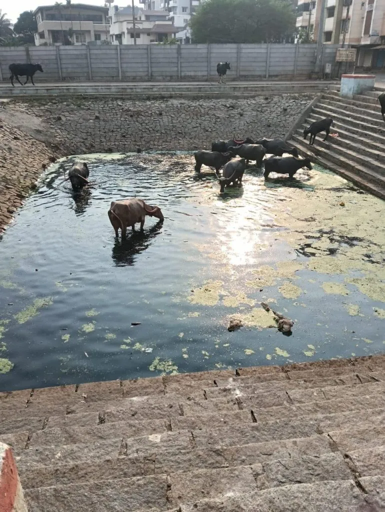 Water extraction from Jakkeri Honda causes drinking water problem for animals