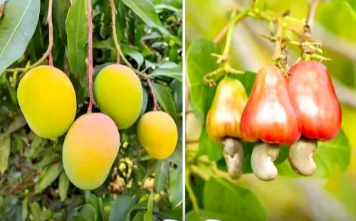 Mango, cashew crop in danger due to rising temperature, rain