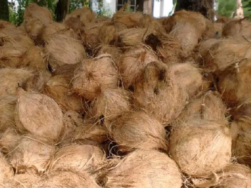 Coconut prices increase in the retail market