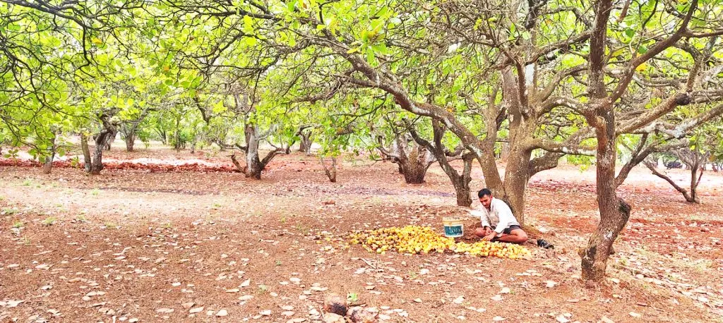 Cashew orchards provide financial support to farmers
