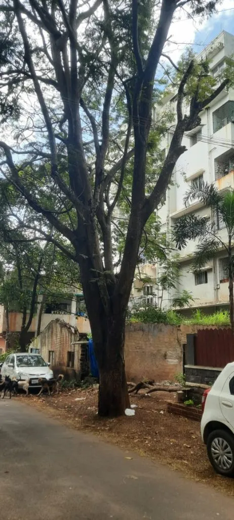 Remove 'that' dangerous tree in Bhagyanagar