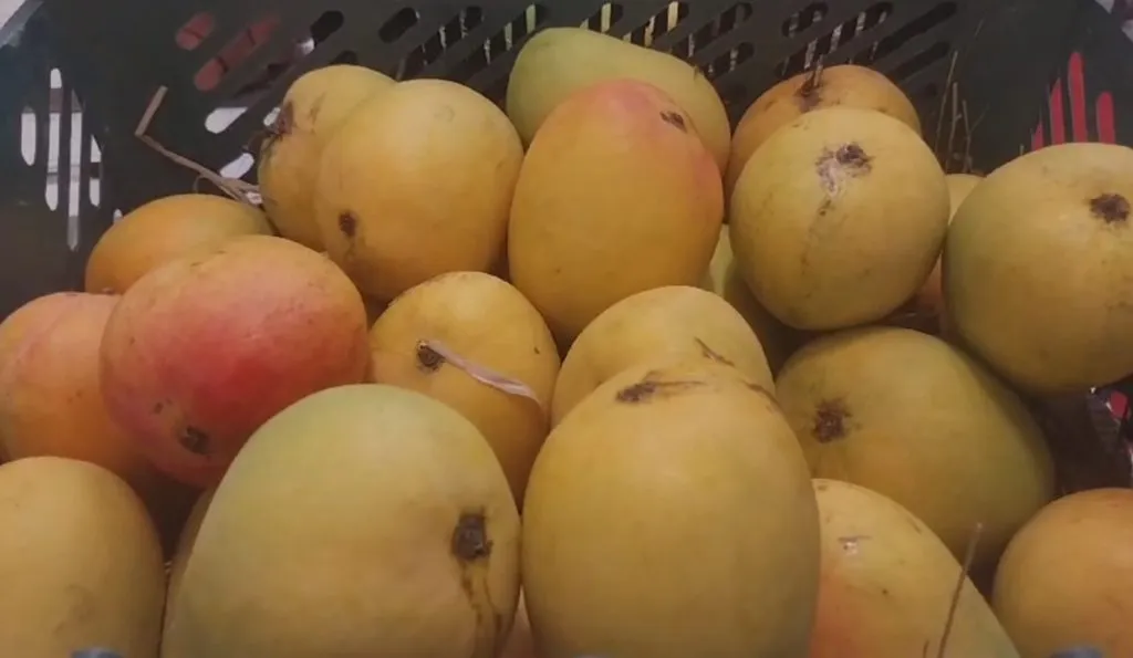 Mango festival begins today