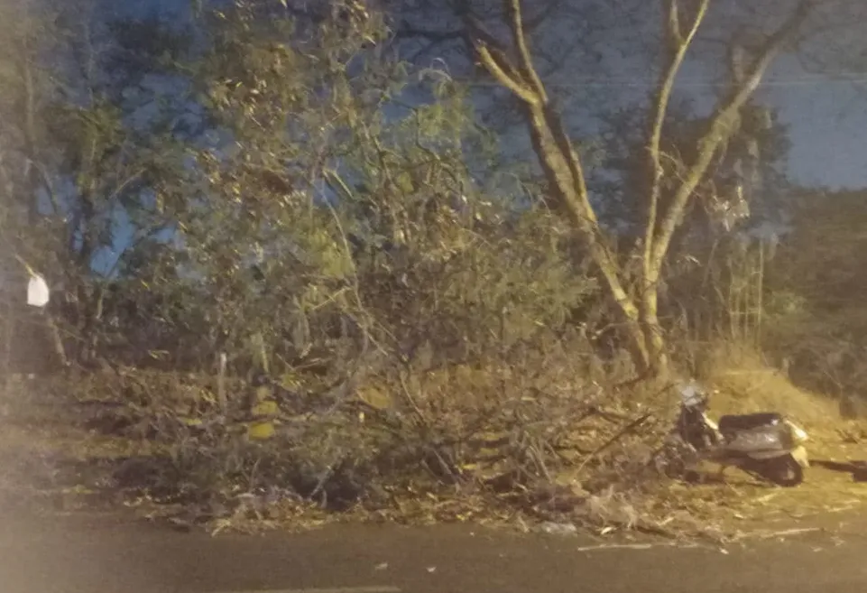 मिलिटरी डेअरीजवळ कोसळलेल्या झाडाला आदळून दुचाकीस्वार जखमी Biker injured after hitting fallen tree near Military Dairy