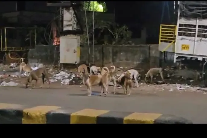 Food waste leads to increase in dog population