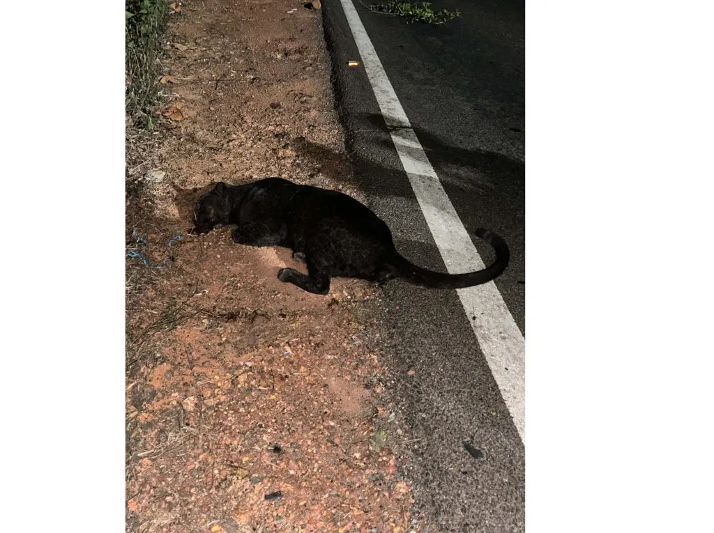 The Black Panther is gone... what about the safety of other animals?