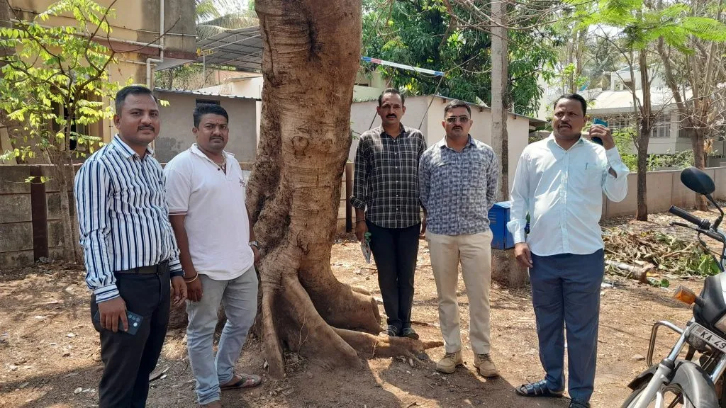 Survey of dangerous trees in the city