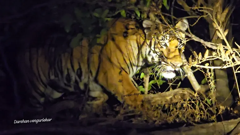 Spotted in the Forest... Captured the Heart!