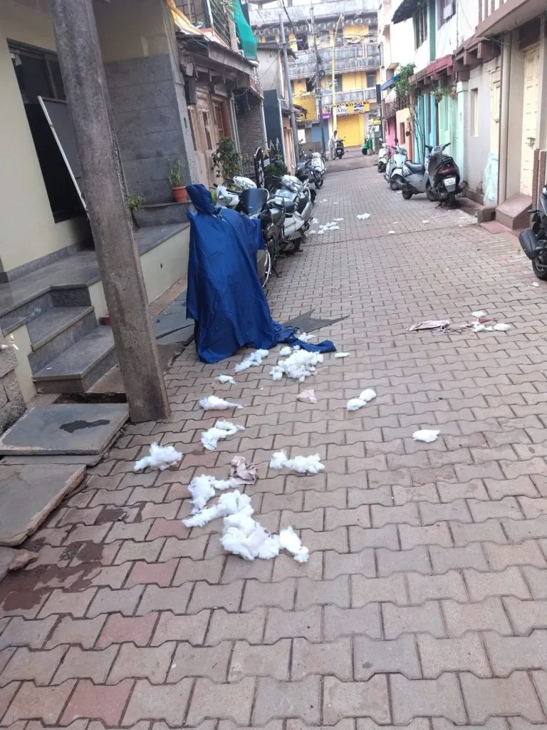 Stray dog ​​scare in Kangli street