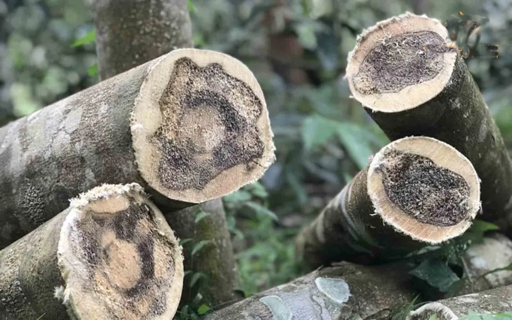 हिऱ्यापेक्षा मूल्यवान लाकूड Wood more valuable than diamonds