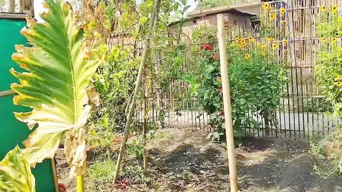 A vegetable garden in everyone's home