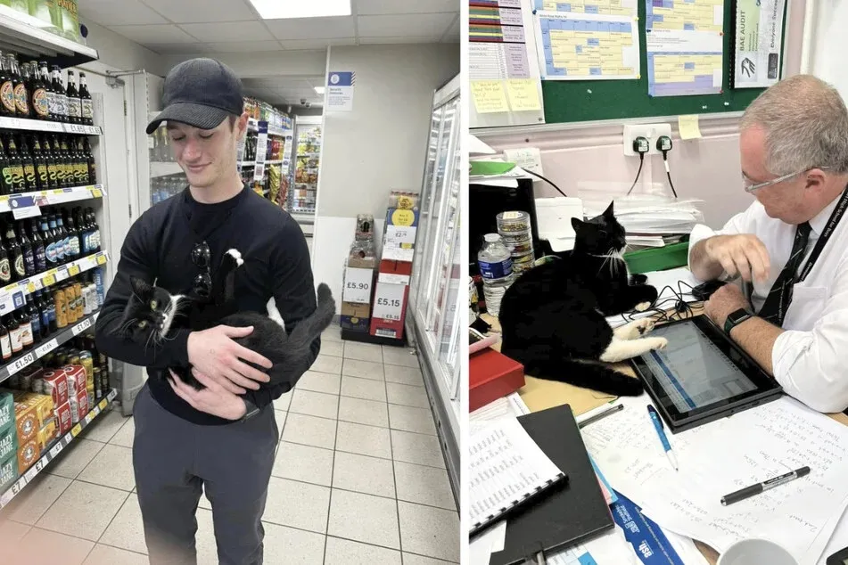 The entire city takes care of the cat