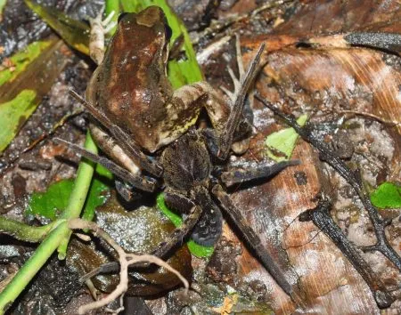 Spider that feeds on frogs