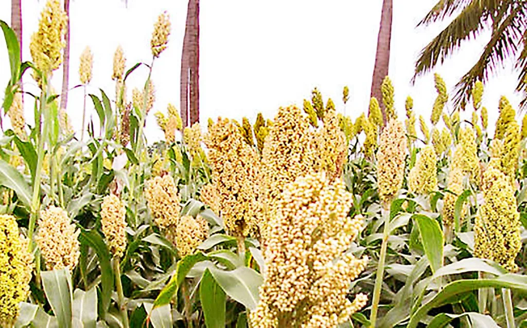 जिल्ह्यात ज्वारी हमीभावापासून दूर Sorghum in the district is far from the guaranteed price