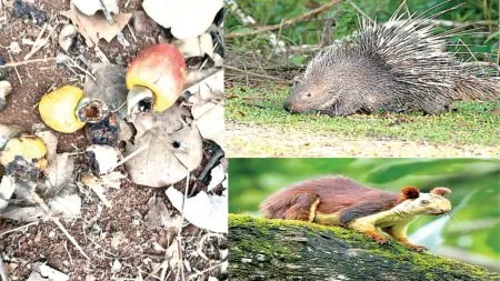 खारुताई खारुताई काय खाते?, काजू बियांचा फडशा पाडते Wild animals pecking at nuts have fallen to the ground