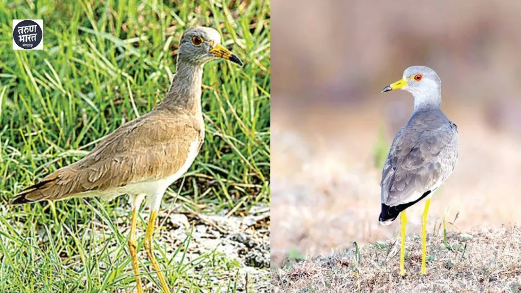 bird migrates from Bangladesh Malaysia countries East Asia winter