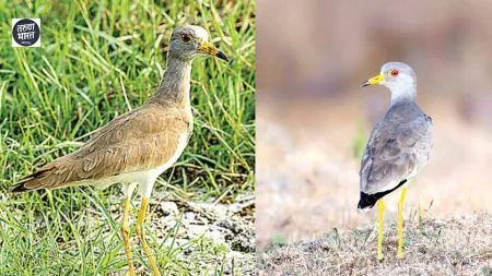 दुर्मिळ राखाडी डोके असलेली ‘टिटवी’ तुम्ही पाहिलीये आहे का? bird migrates from Bangladesh Malaysia countries East Asia winter