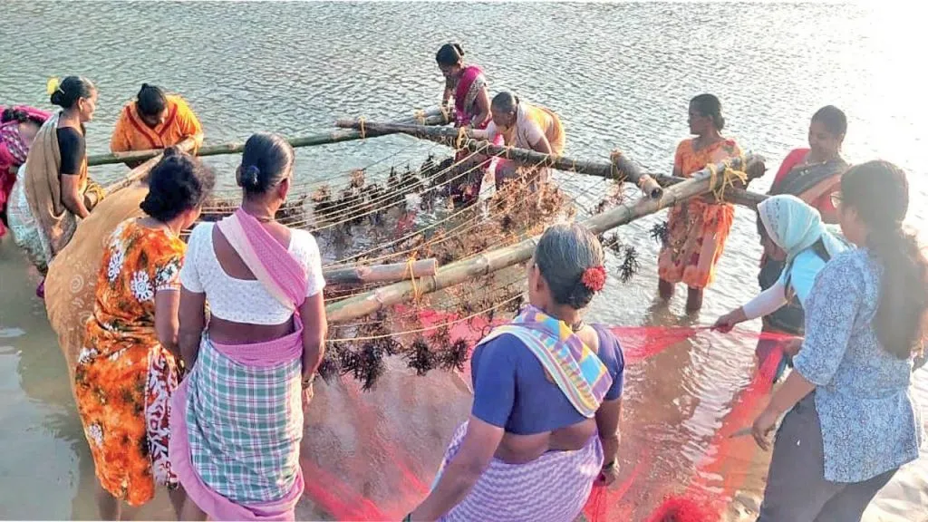 Sea Moss Farming: कोकणातील समुद्री शेवाळ शेतकरी, महिलांना कसं स्वावलंबी बनवतंय? sea moss farming activity provides seaweed ‘Capaphycus’ species