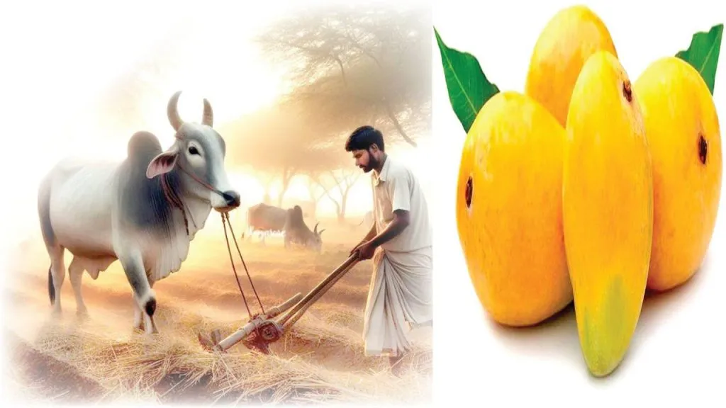 Akshaya Tritiya 2025 permanent tradition hosting wedding feast