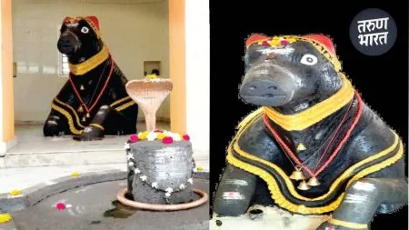 Cultural Kolhapur : नंदी मंदिरात अन् शिवलिंग गाभाऱ्याबाहेर, अनोखे शिवमंदिर तुम्ही पाहिलंय? Nandi has an important place in the temple in kolhapur